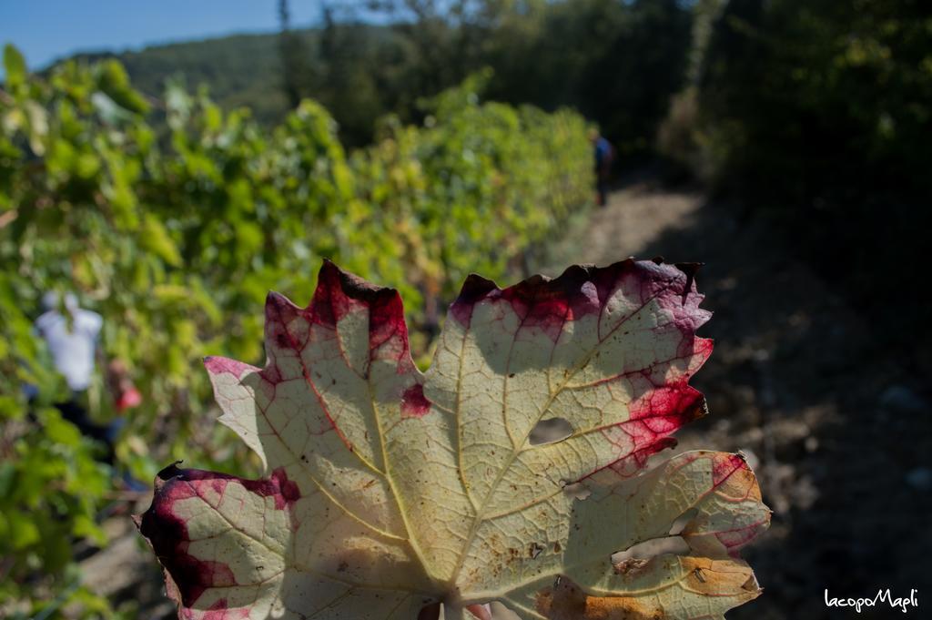 Agriturismo Montecorboli Villa Barberino Val d'Elsa ภายนอก รูปภาพ