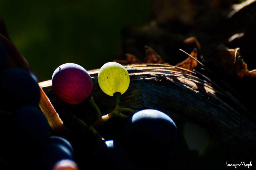 Agriturismo Montecorboli Barberino Val d'Elsa ภายนอก รูปภาพ